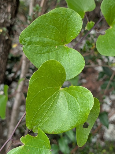 Foto de Dioscorea sylvatica