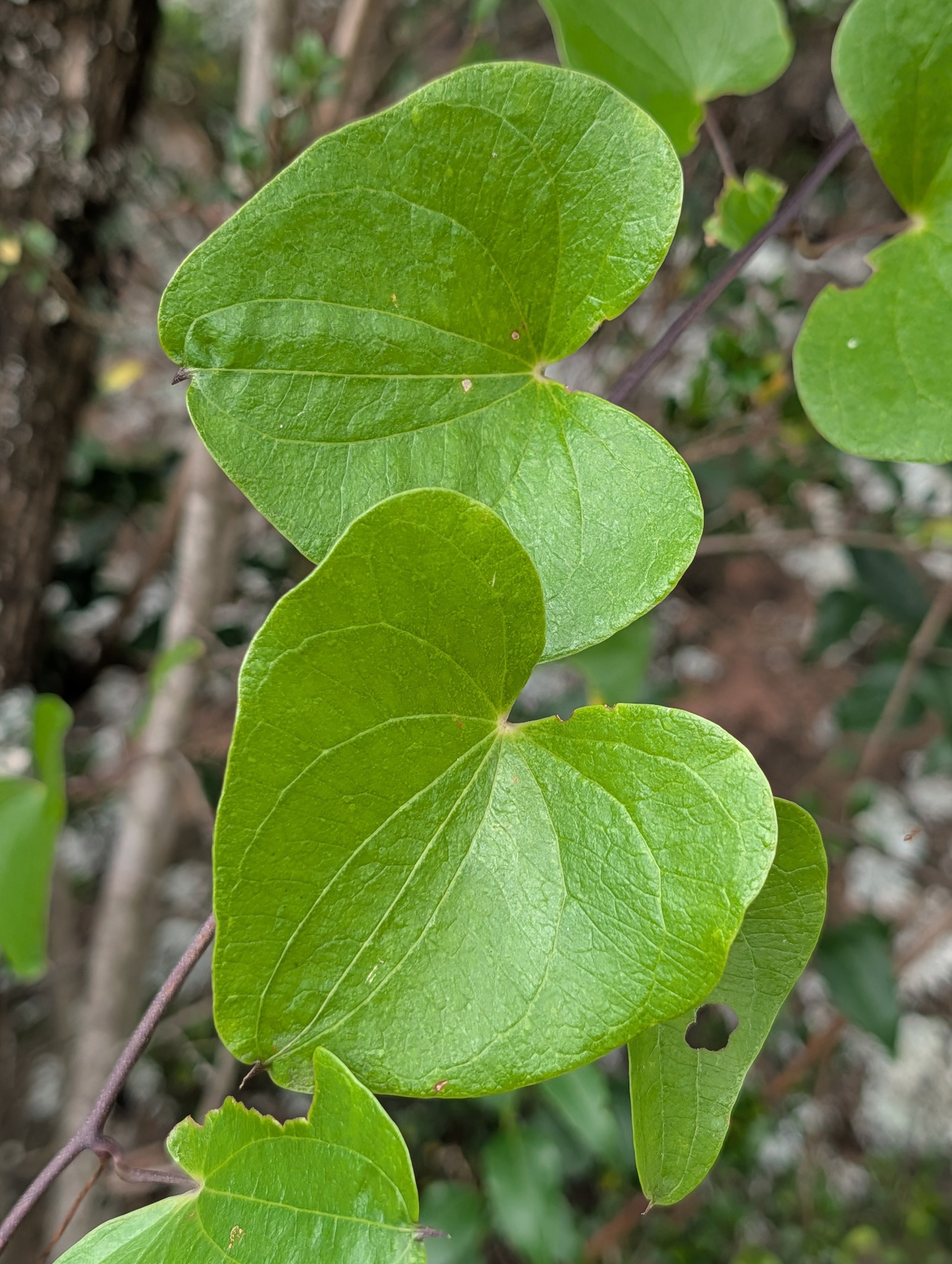 Imagem de Dioscorea sylvatica