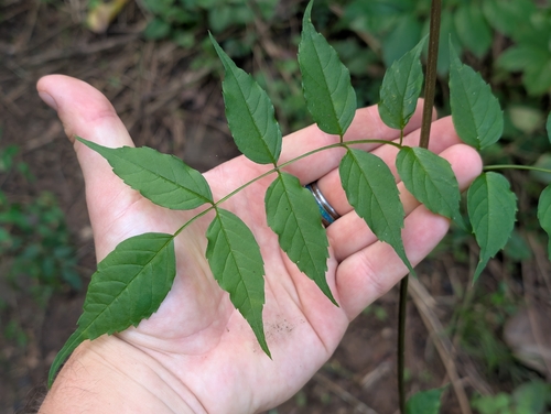 Podranea ricasoliana observed 2026-02-05