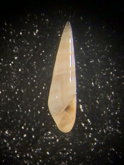 Eulima bifasciata