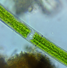 Closterium angustatum