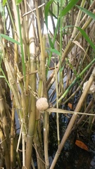 Pomacea catemacensis