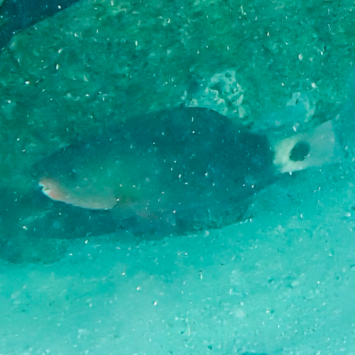 Chlorurus spilurus