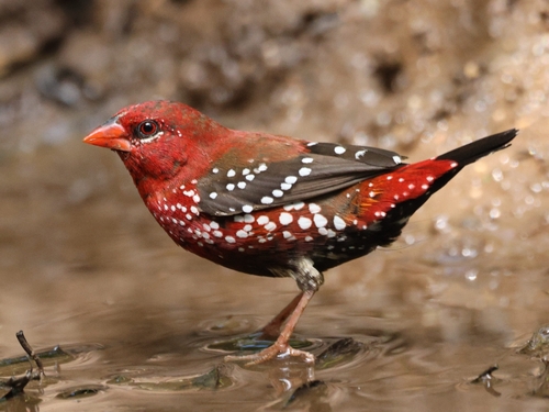 Red Avadavat (Amandava amandava), photo 4