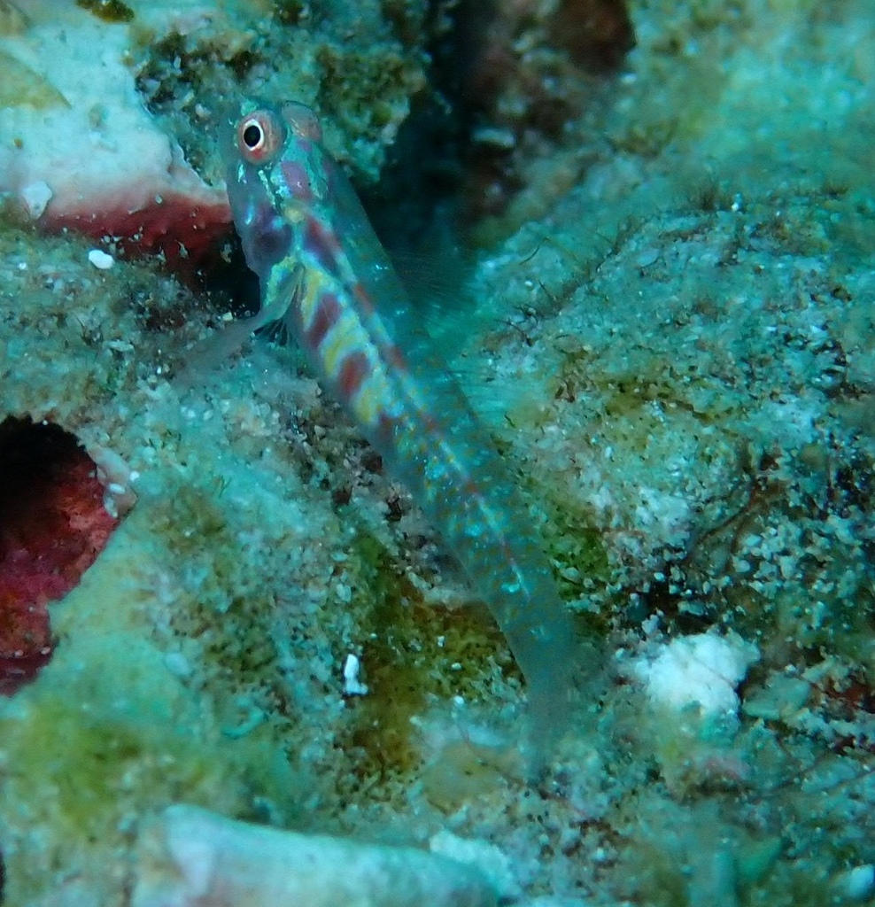 Terry's Dwarfgoby (Eviota teresae)