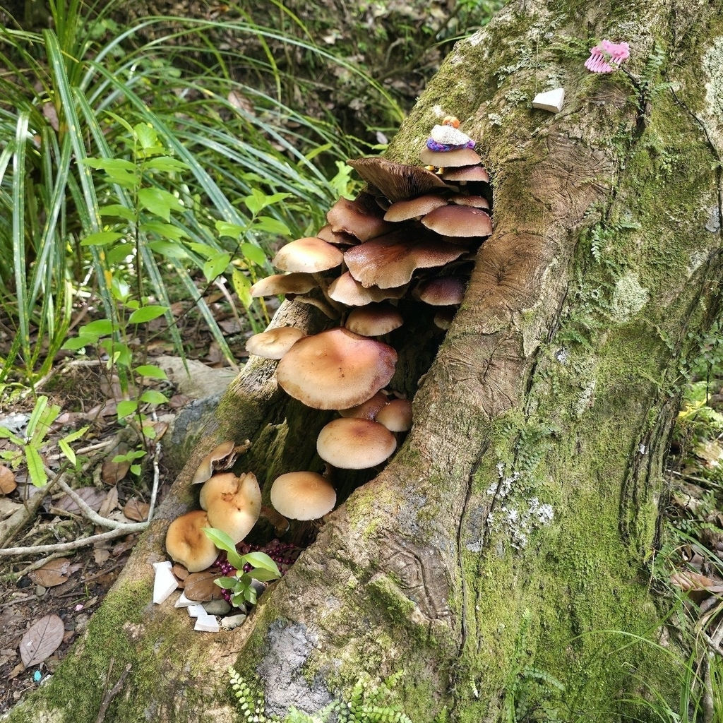 Cyclocybe parasitica · February 2026 · photo: © scottdex (iNaturalist, cc0)