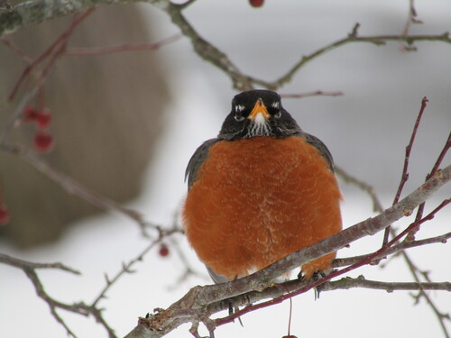 American Robin photographed in Ohio