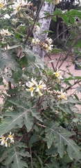 Solanum grayi
