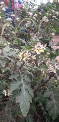 Solanum grayi