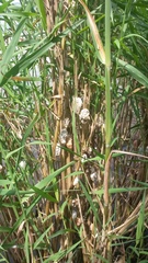 Pomacea catemacensis