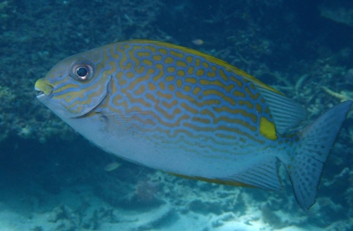 Golden spinefoot (Siganus lineatus) — Siganidae — 5