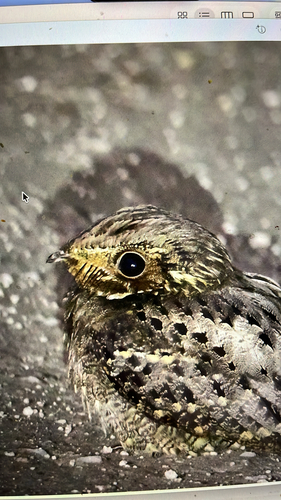 Chuck-will's-widow (Antrostomus carolinensis), photo 4