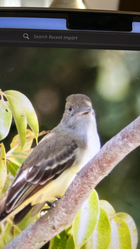 Great Crested Flycatcher (Myiarchus crinitus), photo 8