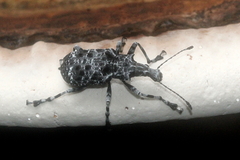 Tophoderes annulatus