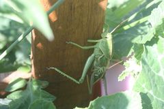 Staleochlora viridicata