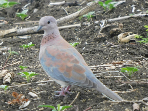 Laughing Dove