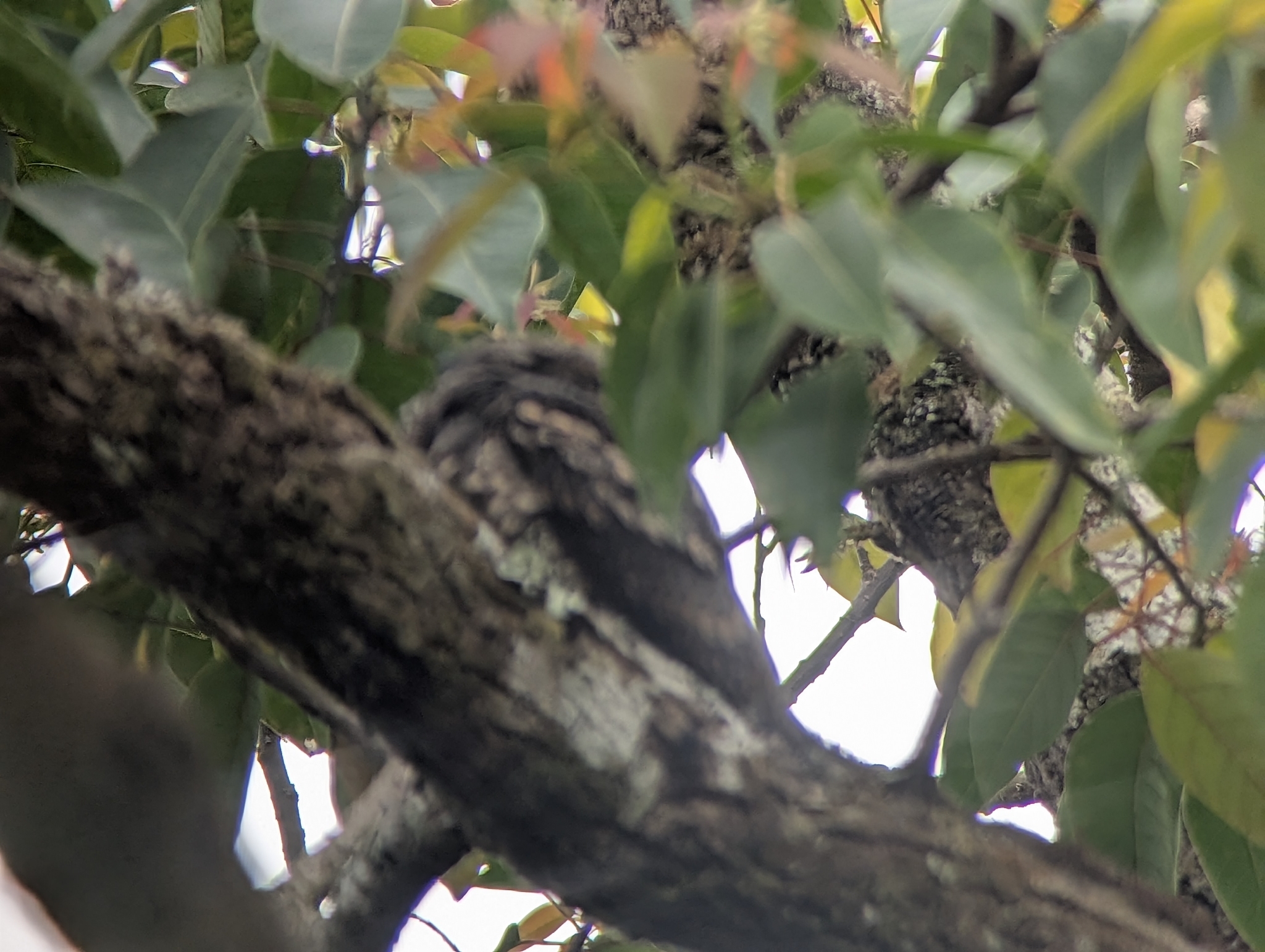 Grey Nightjar (Caprimulgus jotaka), photo 3