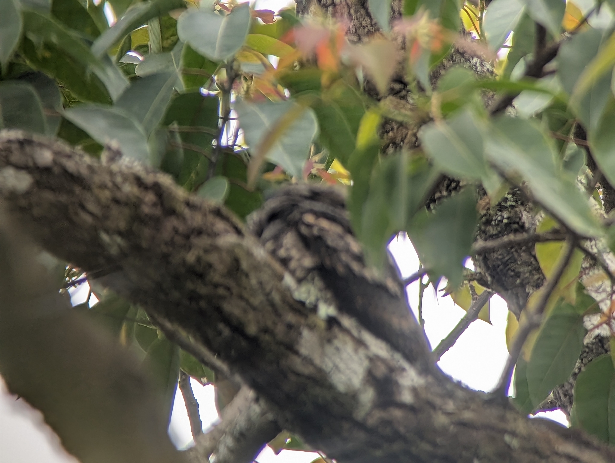 Grey Nightjar (Caprimulgus jotaka), photo 4
