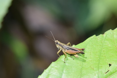 Orphulella concinnula