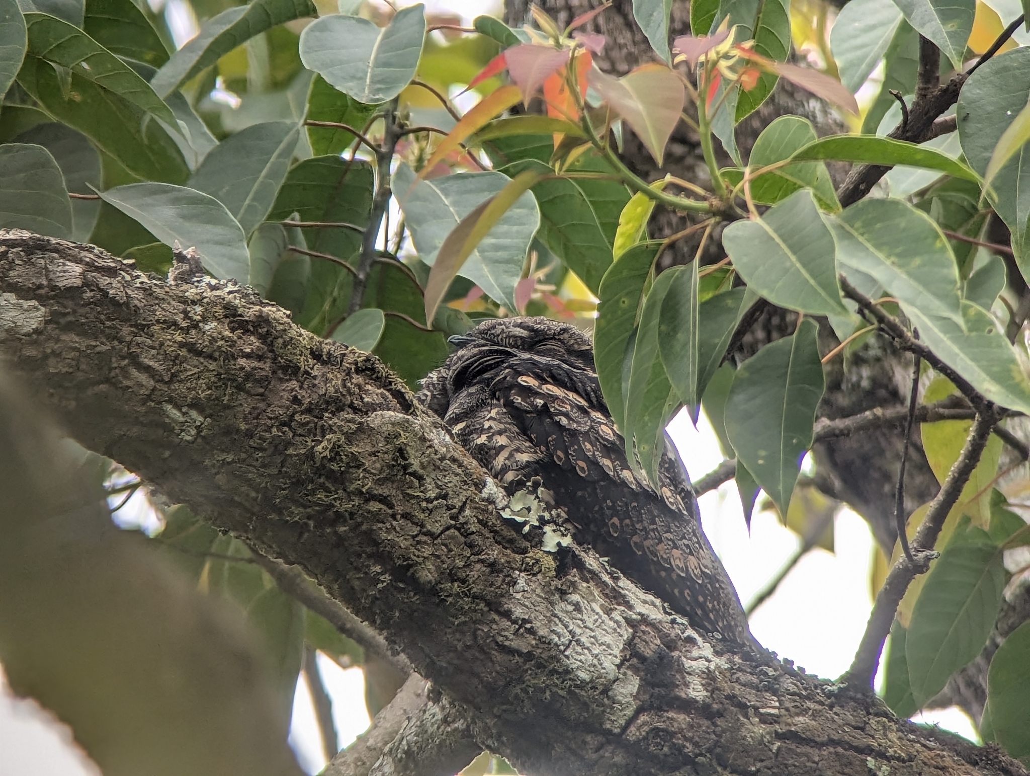 Grey Nightjar (Caprimulgus jotaka), photo 5
