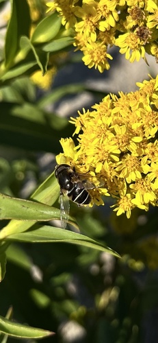 Unknown species found near Westerly, RI, US