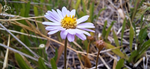 Brachyscome graminea, photograph 2