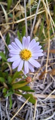 Brachyscome graminea