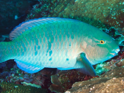 Blue-barred Parrotfish — seen at this dive site