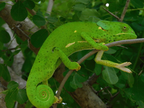 Flap-necked Chameleon