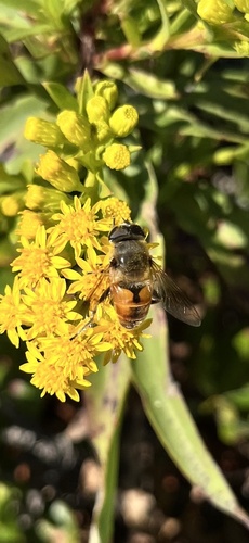 Unknown species found near Westerly, RI, US