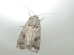 Proteuxoa amaurodes
