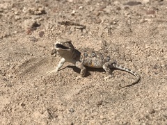 Liolaemus poconchilensis