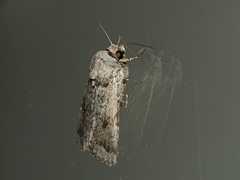 Proteuxoa amaurodes