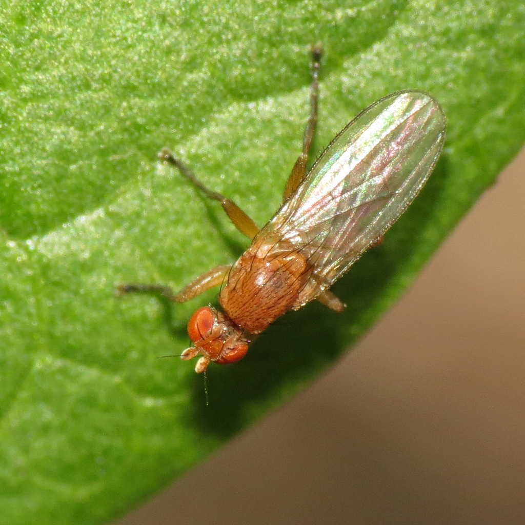 Neoleria lutea