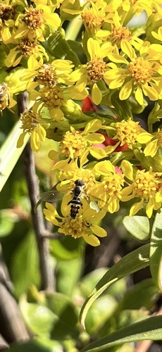 Unknown species found near Westerly, RI, US