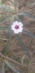 Ipomoea heptaphylla