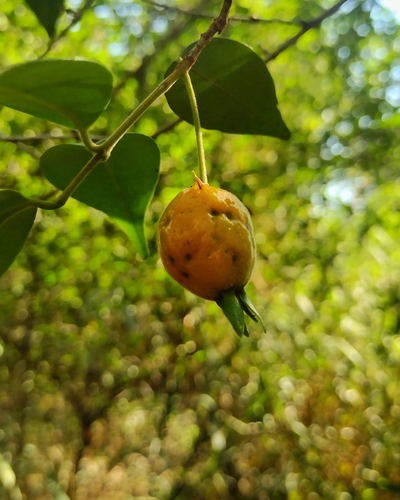 Eugenia speciosa