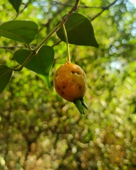 Eugenia speciosa, photograph (c) Gabriel Fernandes, some rights reserved (CC BY)
