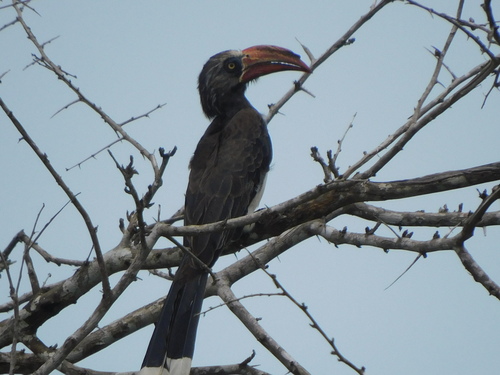 Crowned Hornbill