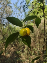 Eugenia speciosa, photograph (c) Gabriel Fernandes, some rights reserved (CC BY)