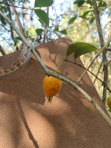 Eugenia speciosa, photograph 3