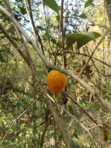 Eugenia speciosa, photograph 4