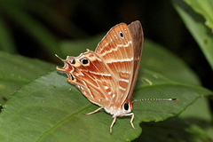 Saribia