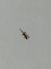 Tarentola mauritanica