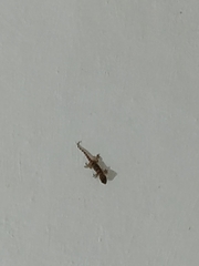 Tarentola mauritanica