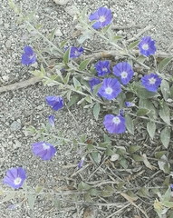 Evolvulus argyreus