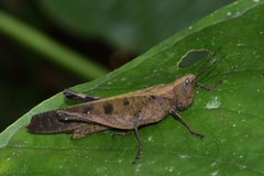 Phaeoparia lineaalba