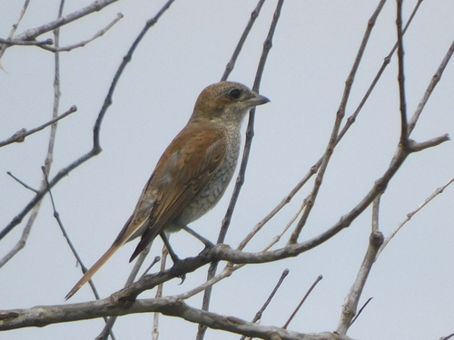 Red-backed Shrike