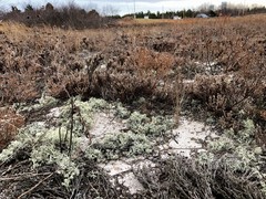 Cladonia submitis