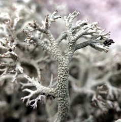 Cladonia submitis